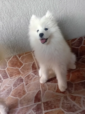 Fetite samoyed pedigree A FCI - imagine 2