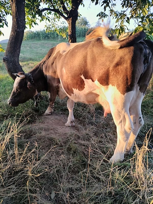 Vaca bălțată de abator 