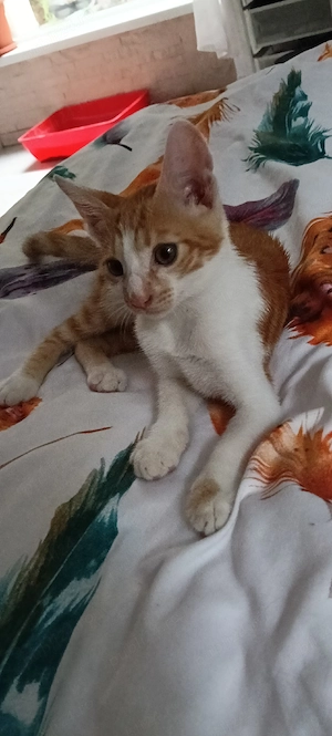 Ofer spre adoptie motanel 2 luni - imagine 5