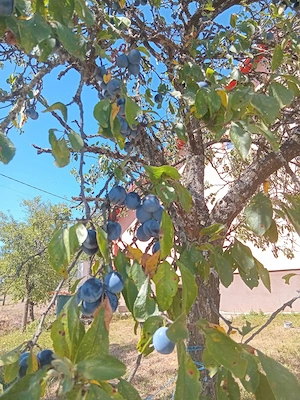 Prune pentru țuică 
