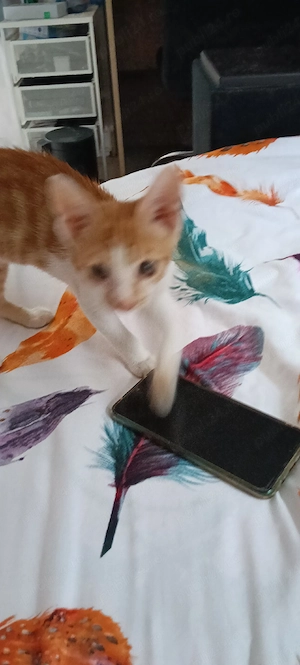 Ofer spre adoptie motanel 2 luni - imagine 4