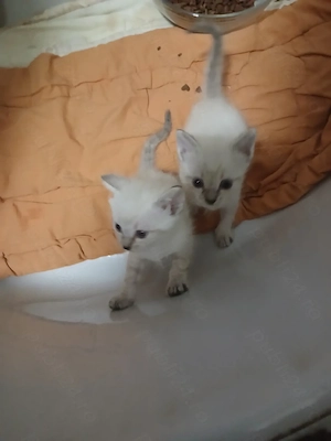 Pisoiași, mama alba, tata siamez