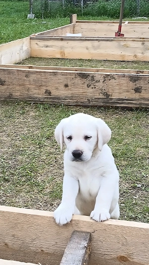 Labrador Retriever  - imagine 3