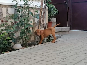 Vizsla viszla vijla Maghiar 