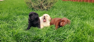 Labradori Retrieveri vaccinati si deparazitati - imagine 3