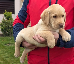 Labradori Retrieveri vaccinati si deparazitati - imagine 4