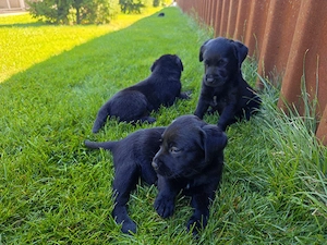Labradori Retrieveri Negri - imagine 2