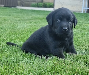 Labradori Retrieveri Negri - imagine 4