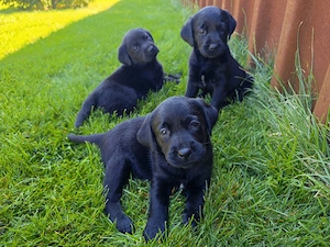 Labradori Retrieveri Negri