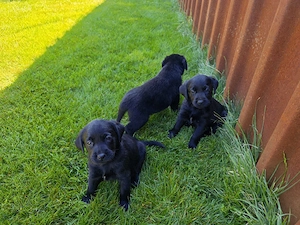 Labradori Retrieveri Negri - imagine 3