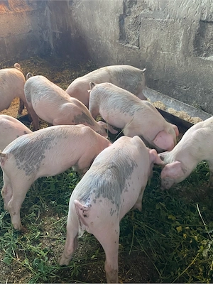 purcei de 8 saptamani landrace cu duroc