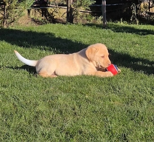 Labrador retriever Pedigree - imagine 4
