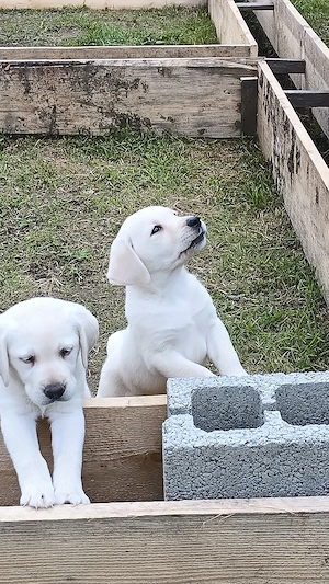 Labrador Retriever  - imagine 4