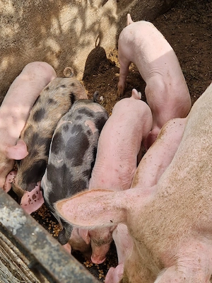 Vând porci crescuți în gospodărie 