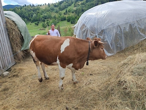 Vând junică gestantă 