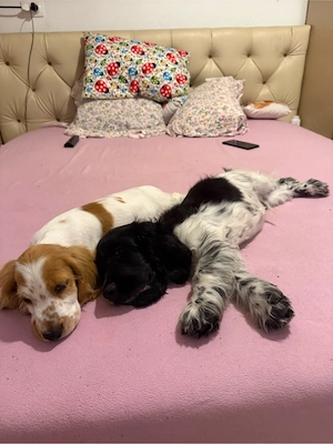 Cocker Spaniel multicolor - imagine 2