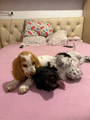 Cocker Spaniel multicolor - imagine 3