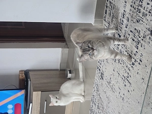 De vanzare pereche british shorthair 