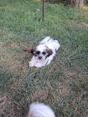 Pui de shih tzu de vanzare  - imagine 3