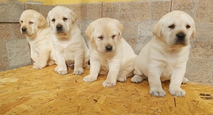 Labrador Retriever Vaccinati si Deparazitati - imagine 2