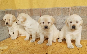 Labrador Retriever Vaccinati si Deparazitati - imagine 3