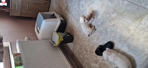Pui bichon maltez 