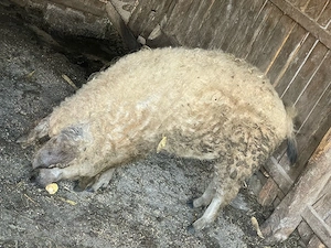 vier Mangalita