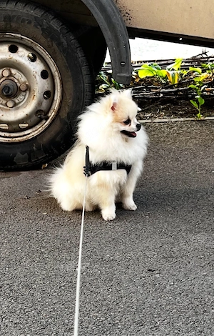Pomeranian mascul 6 luni   alb-crem, pedigree - imagine 3