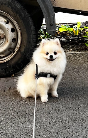 Pomeranian mascul 6 luni   alb-crem, pedigree - imagine 4
