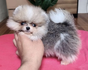 Pui pomeranian miniatura