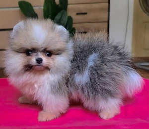 Puișor pomeranian talie mica