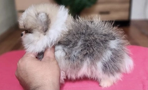 Pui pomeranian miniatura - imagine 3