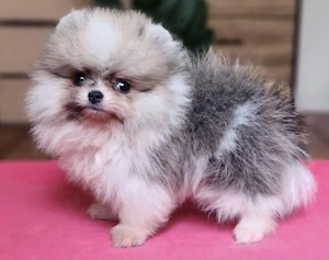 pomeranian miniatura