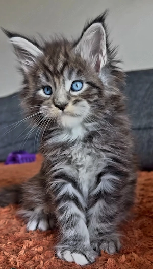 Felisa Ellite - Pisica Maine Coon