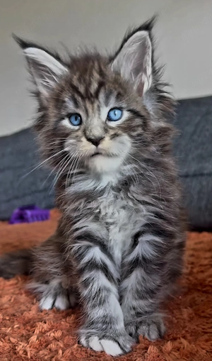 Felisa Ellite - Pisica Maine Coon - imagine 3