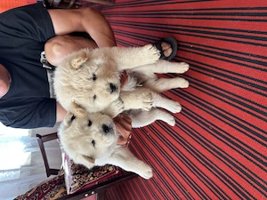 Căței Chow Chow de vânzare 