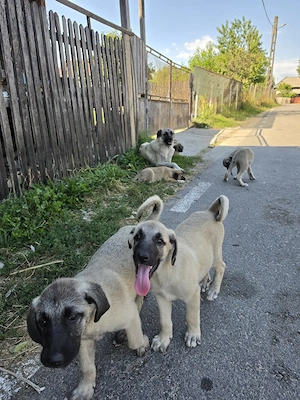Vând 5 căței din rasa kangal