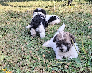 pui bichon - imagine 2