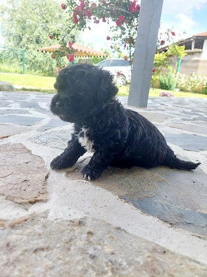 pui bichon - imagine 5