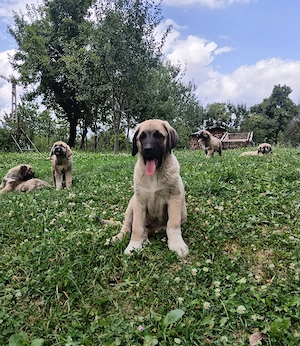 Pui kangal 9 săptămâni, din părinți buni de paza la animale și curte. vaccinați și deparazitați conf
