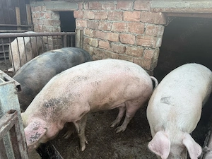 purcei de 11 saptamâni pietreni si 3 porci mari - imagine 5