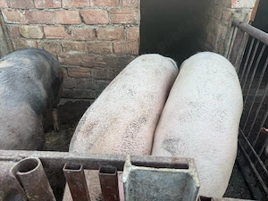 purcei de 11 saptamâni pietreni si 3 porci mari - imagine 2