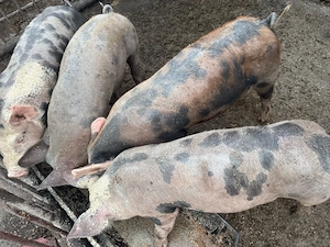 purcei de 11 saptamâni pietreni si 3 porci mari - imagine 3