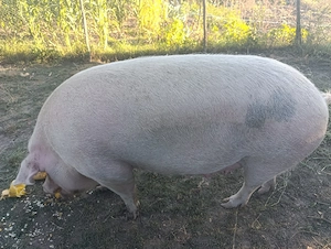Porc de vânzare  - imagine 2