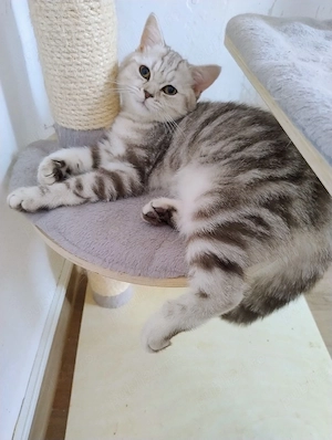 British shorthair tabby 