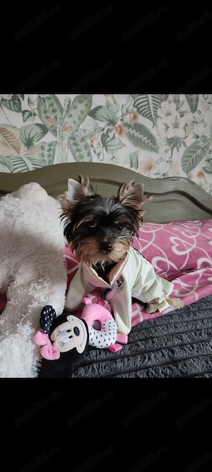 Yorkshire terrier 