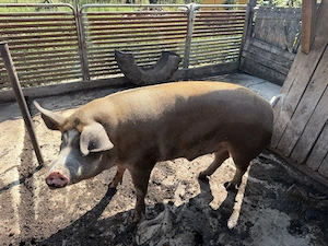 Porc de Vânzare