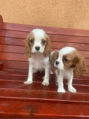 Catelusi Cavalier King Charles 