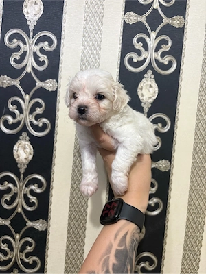 Pui Bichon Maltez  - imagine 3