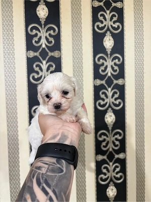 Pui Bichon Maltez  - imagine 2